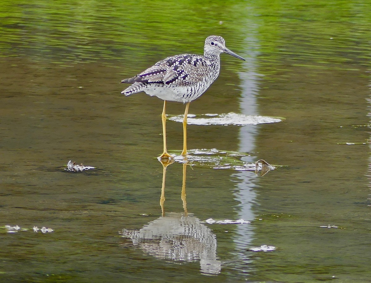 Greater Yellowlegs - Barbara Shepherd