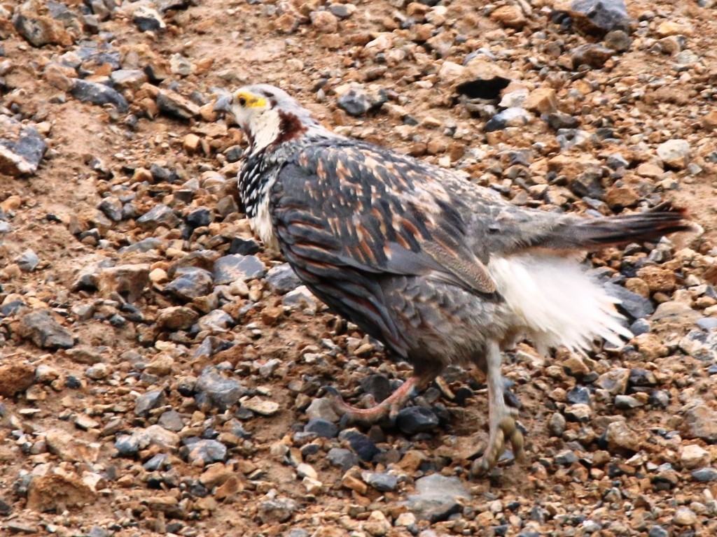Himalayan Snowcock - ML104170541