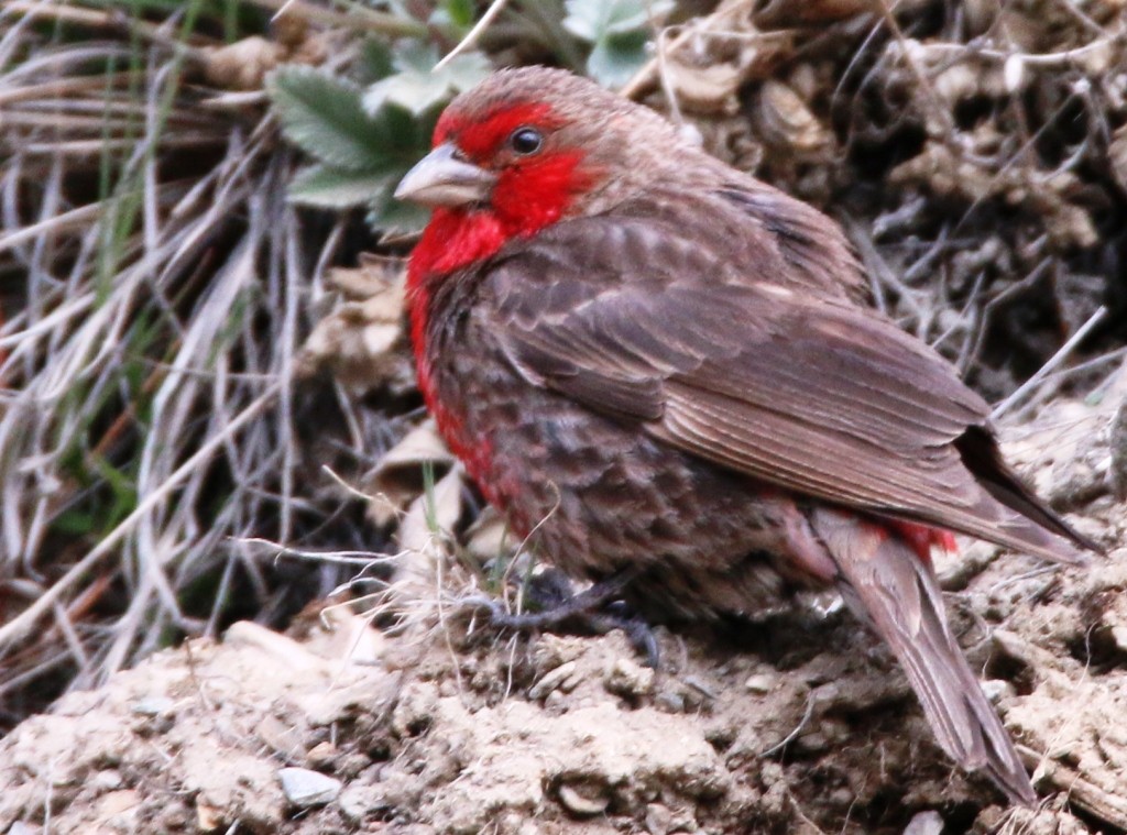 Red-fronted Rosefinch - ML104170591