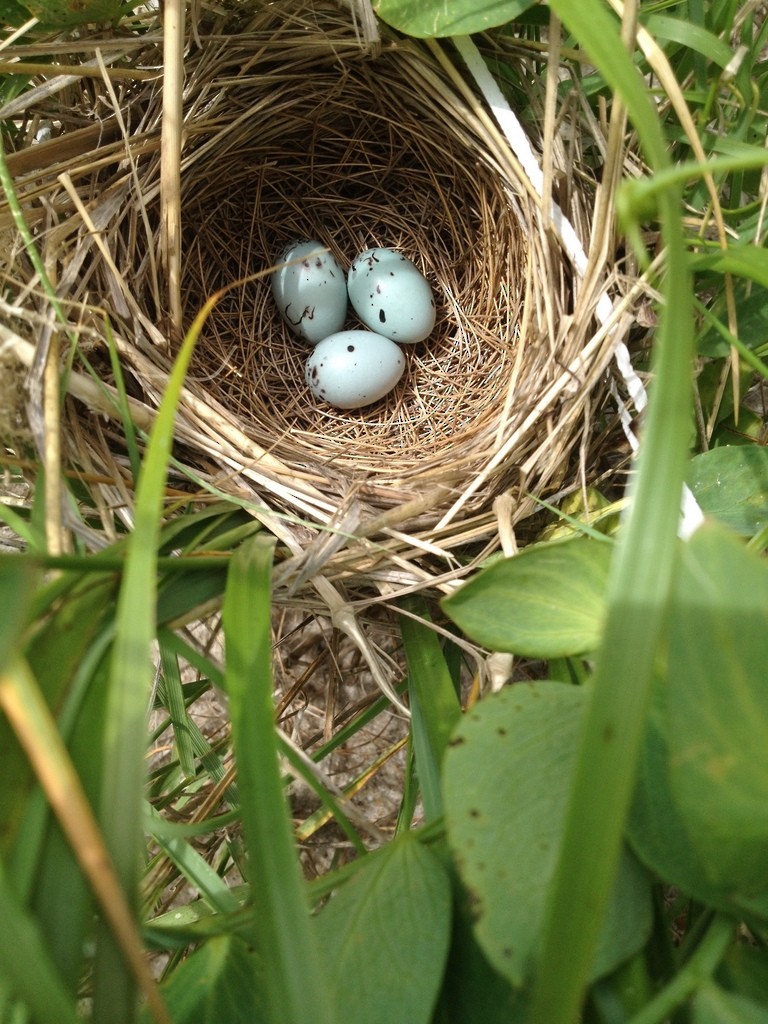 Red-winged Blackbird (Red-winged) - ML104171041