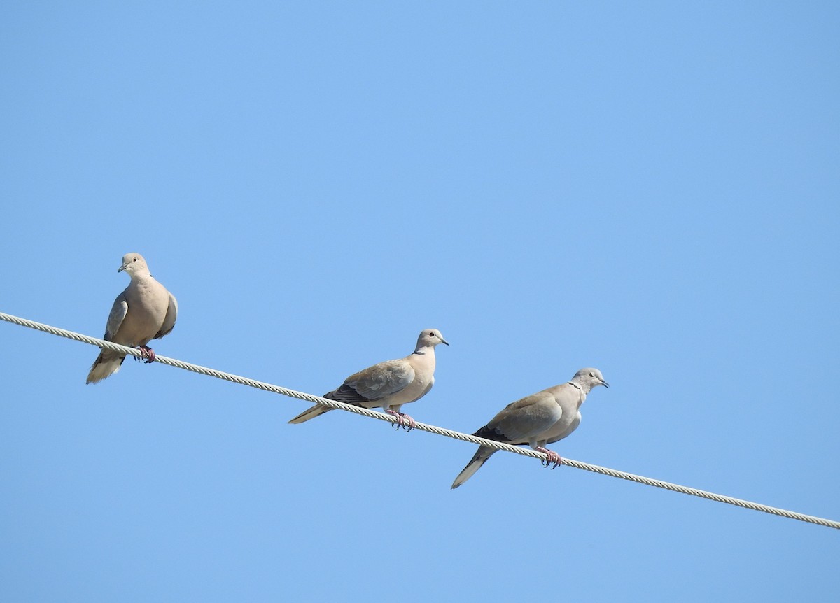 Eurasian Collared-Dove - ML104171251