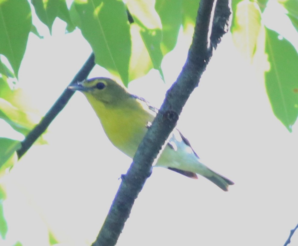 Yellow-throated Vireo - ML104171311