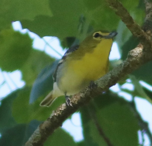 Yellow-throated Vireo - ML104171331
