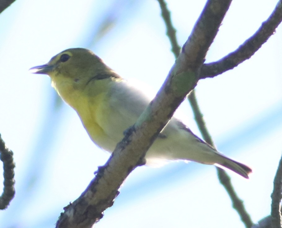 Yellow-throated Vireo - ML104171341