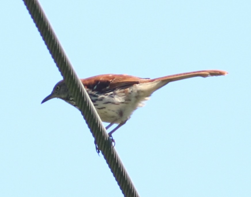 Brown Thrasher - ML104171401