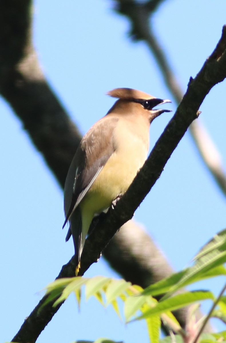 Cedar Waxwing - ML104171431