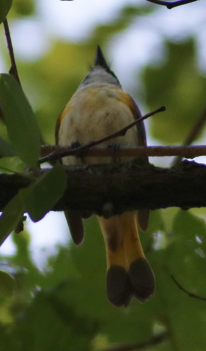 American Redstart - ML104171461