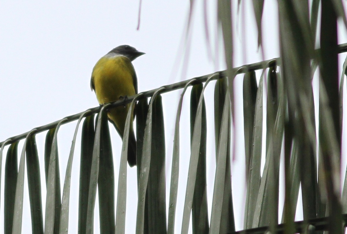 Sulphury Flycatcher - Alex Wiebe