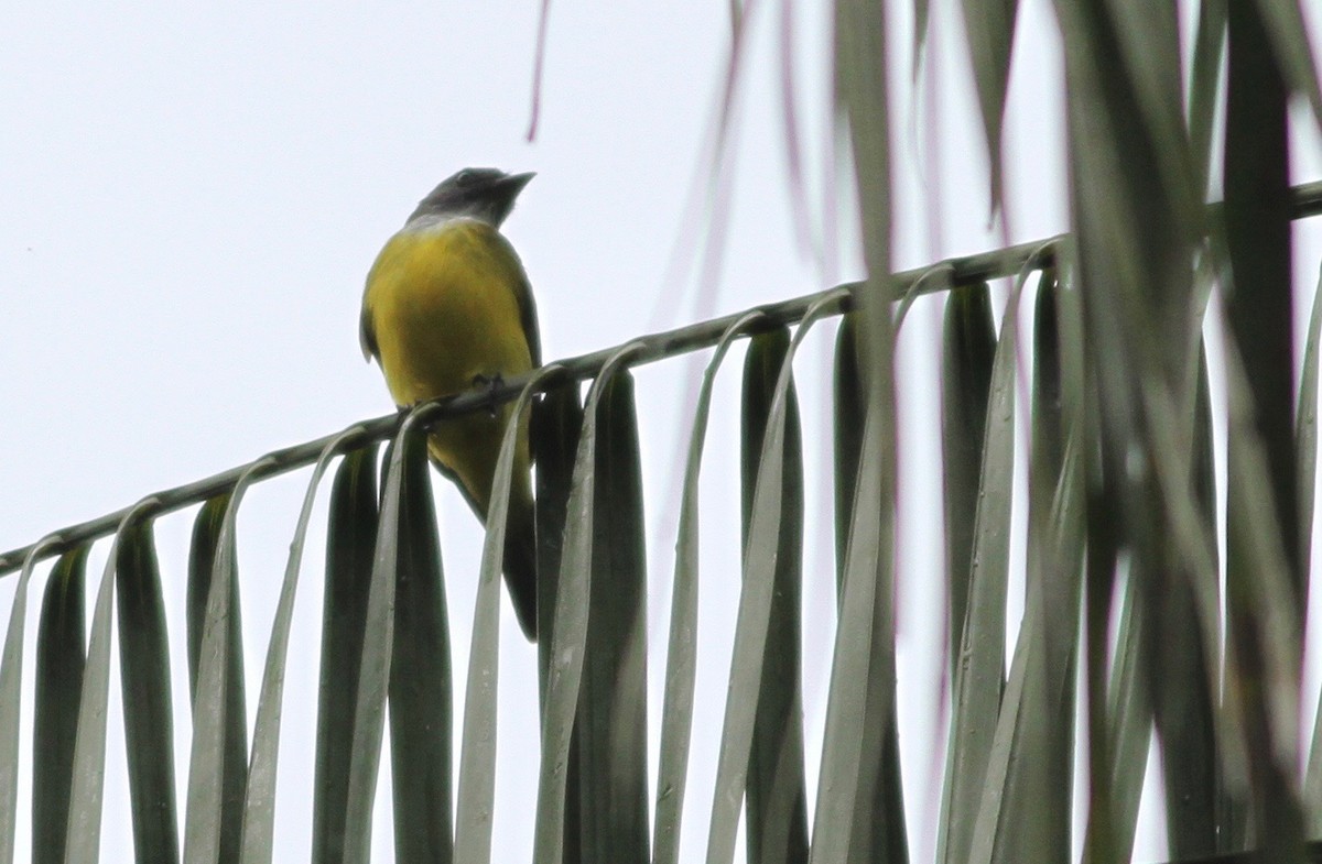 Sulphury Flycatcher - ML104171871