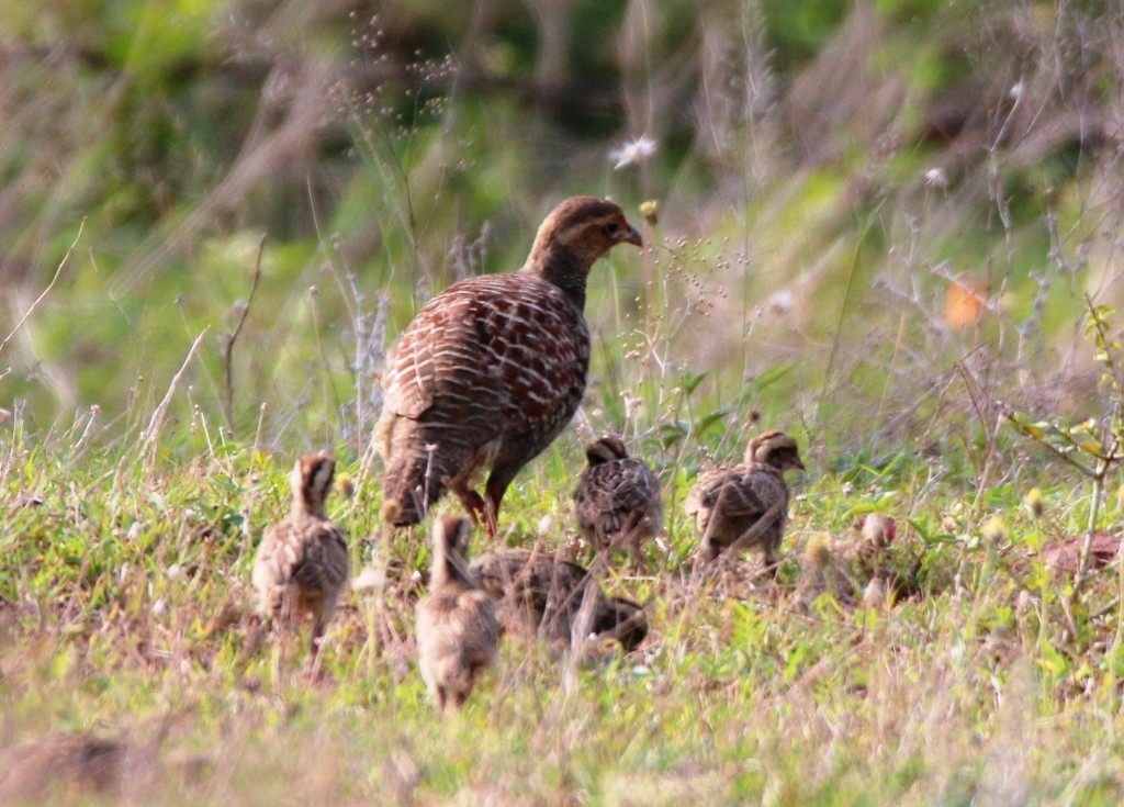 Gray Francolin - ML104172611