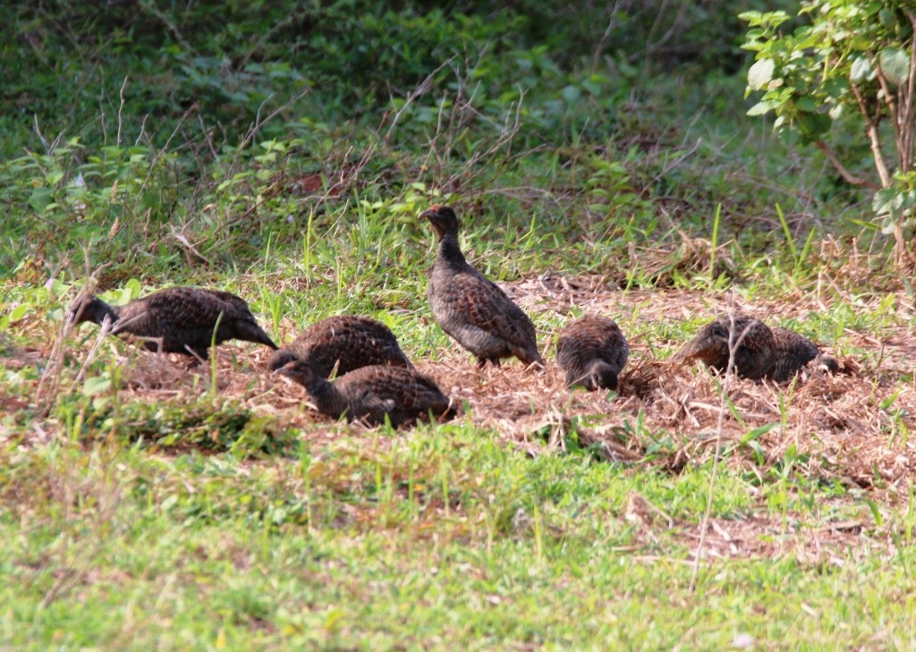 Gray Francolin - ML104172631