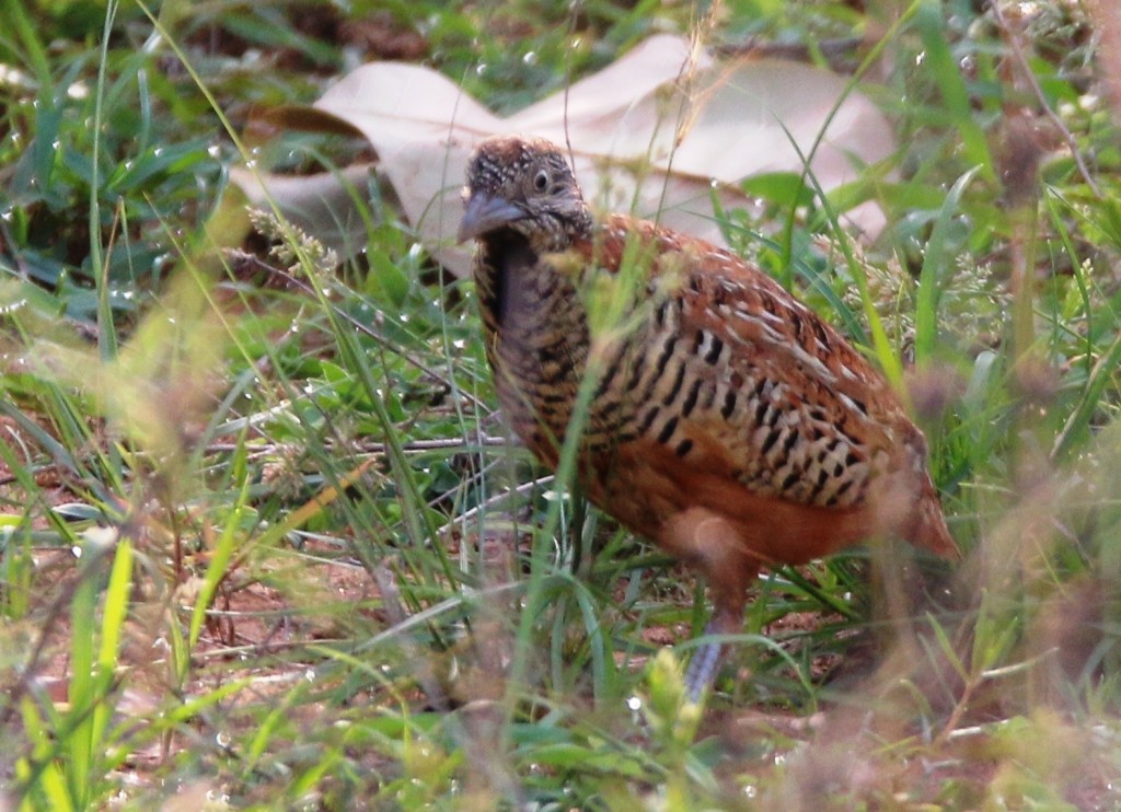 Barred Buttonquail - ML104172641