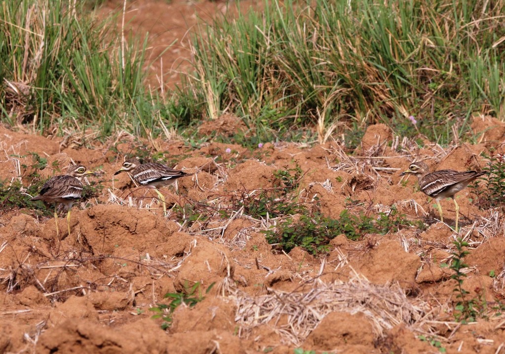 Indian Thick-knee - ML104172731