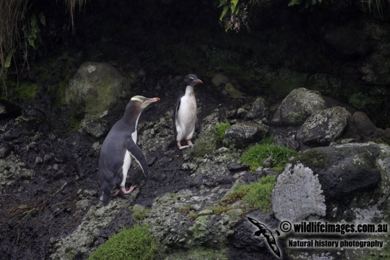 Pingüino Saltarrocas Meridional - ML104173011