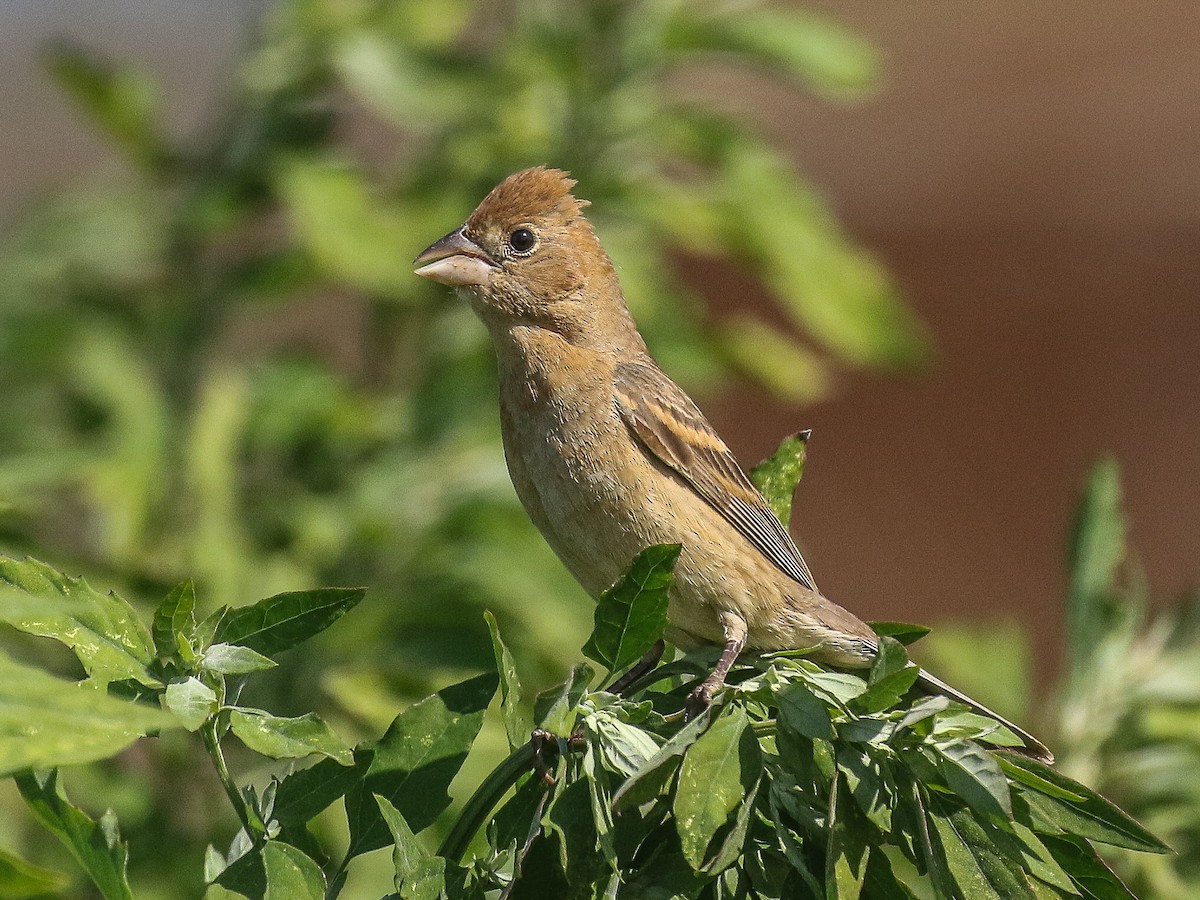 Blue Grosbeak - Bruce Aird