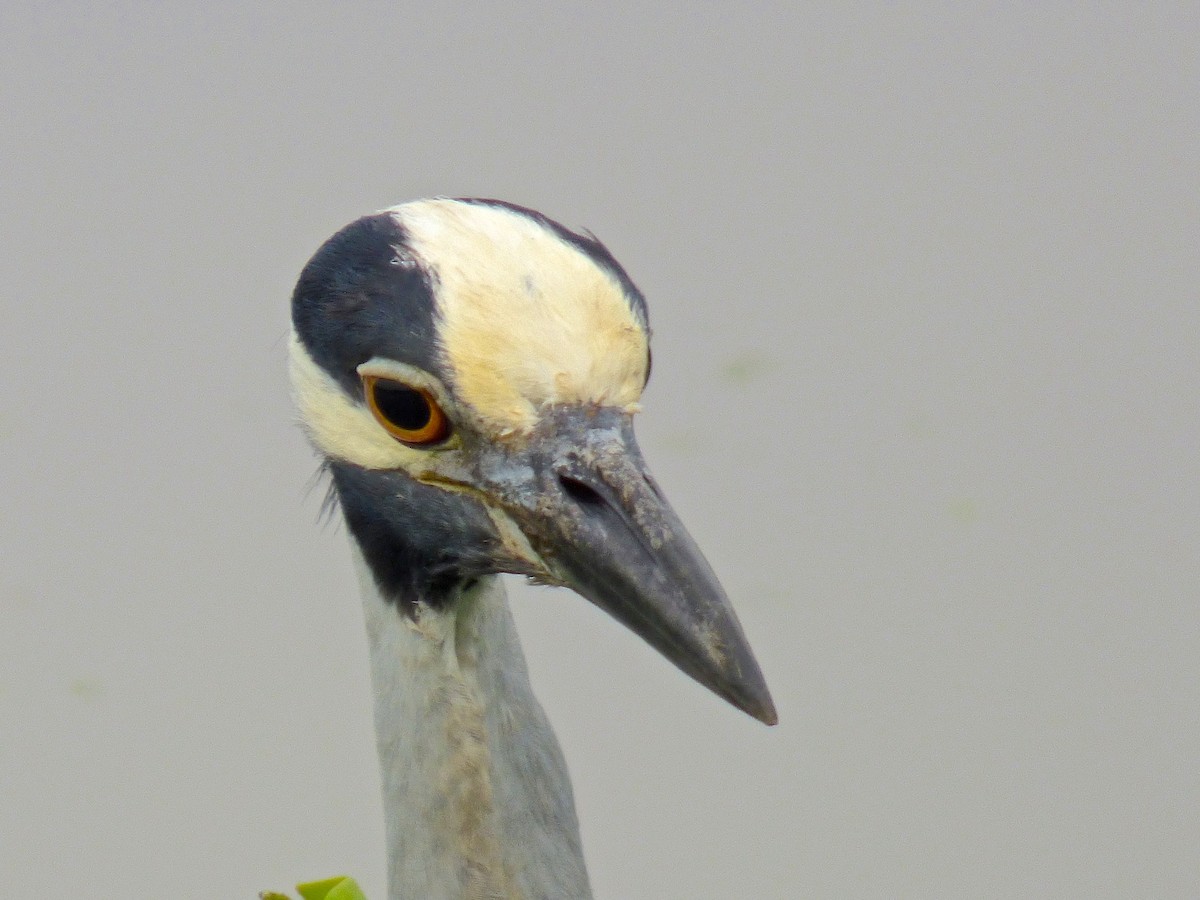 Yellow-crowned Night Heron - Terry Swope