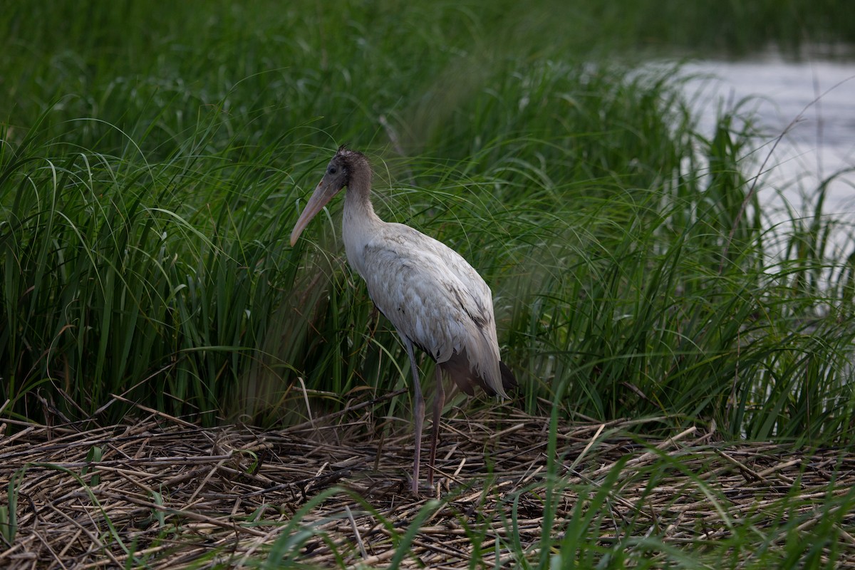 Wood Stork - ML104175051