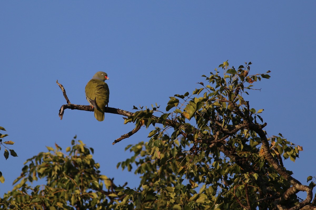 holub africký - ML104175231