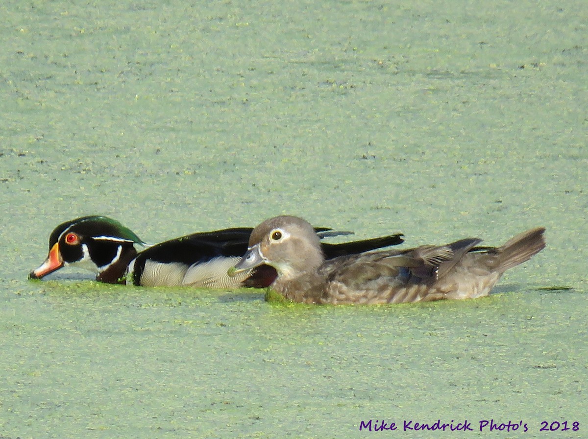 Wood Duck - ML104175701