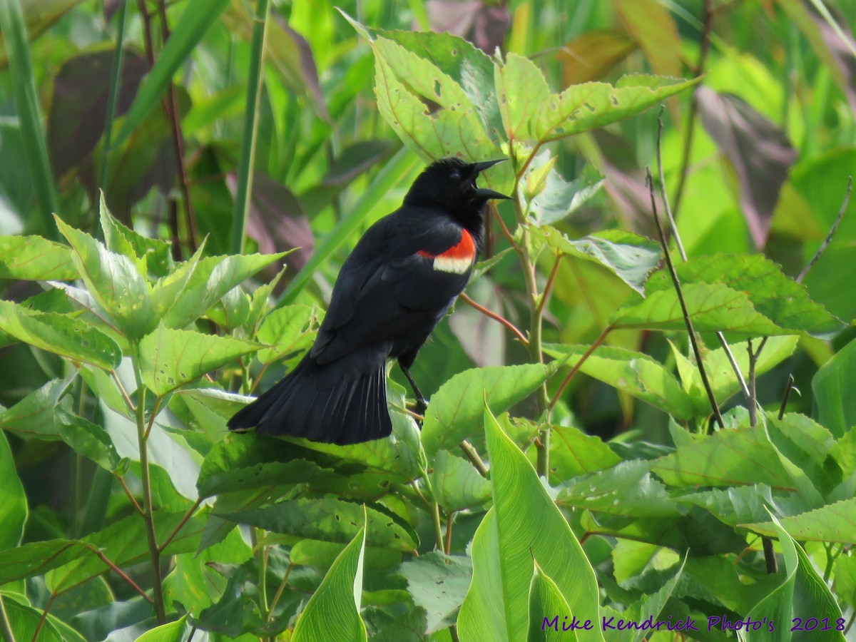 Red-winged Blackbird - ML104175811