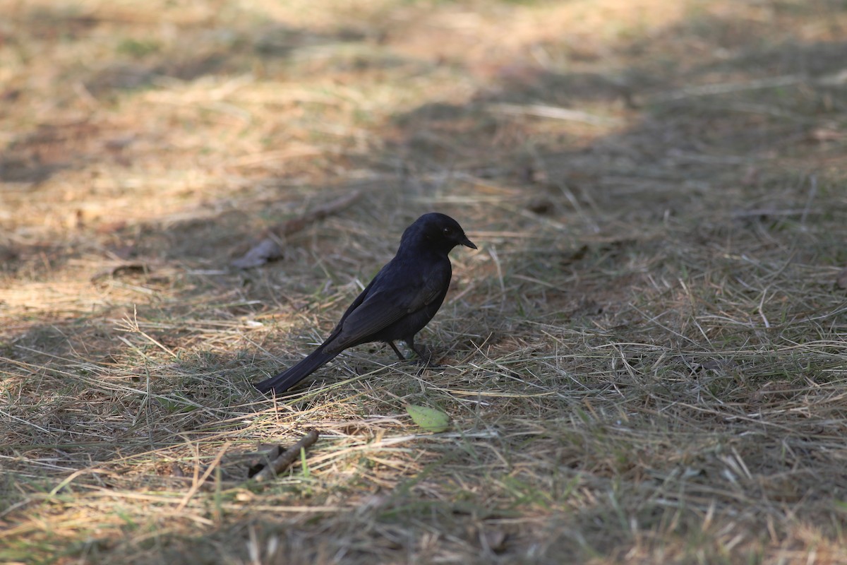 Southern Black-Flycatcher - ML104176281