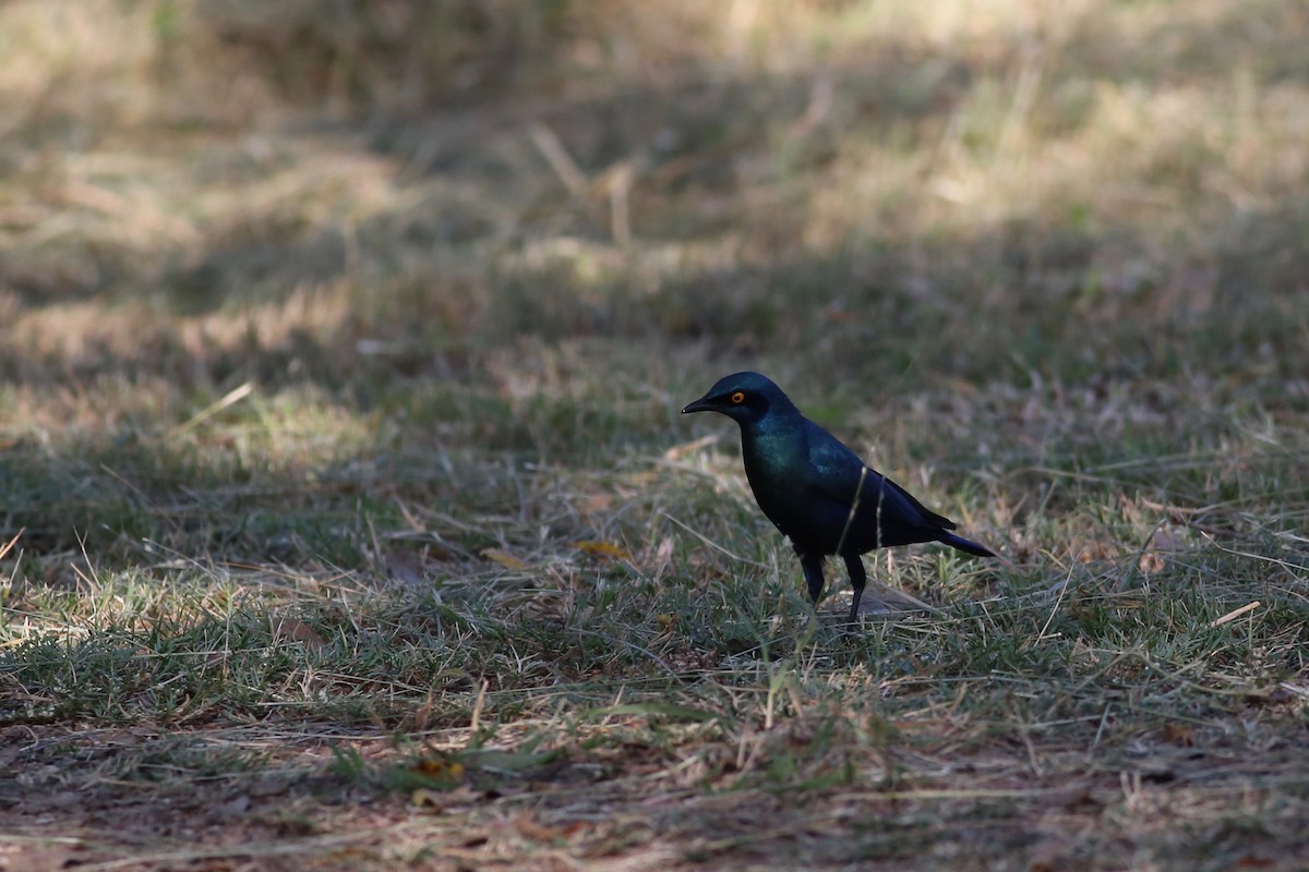 Greater Blue-eared Starling - Peter Hosner