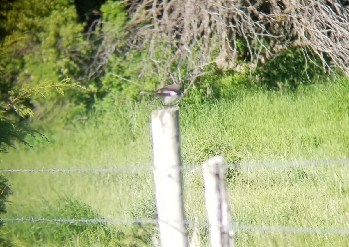 Northern Mockingbird - ML104178011