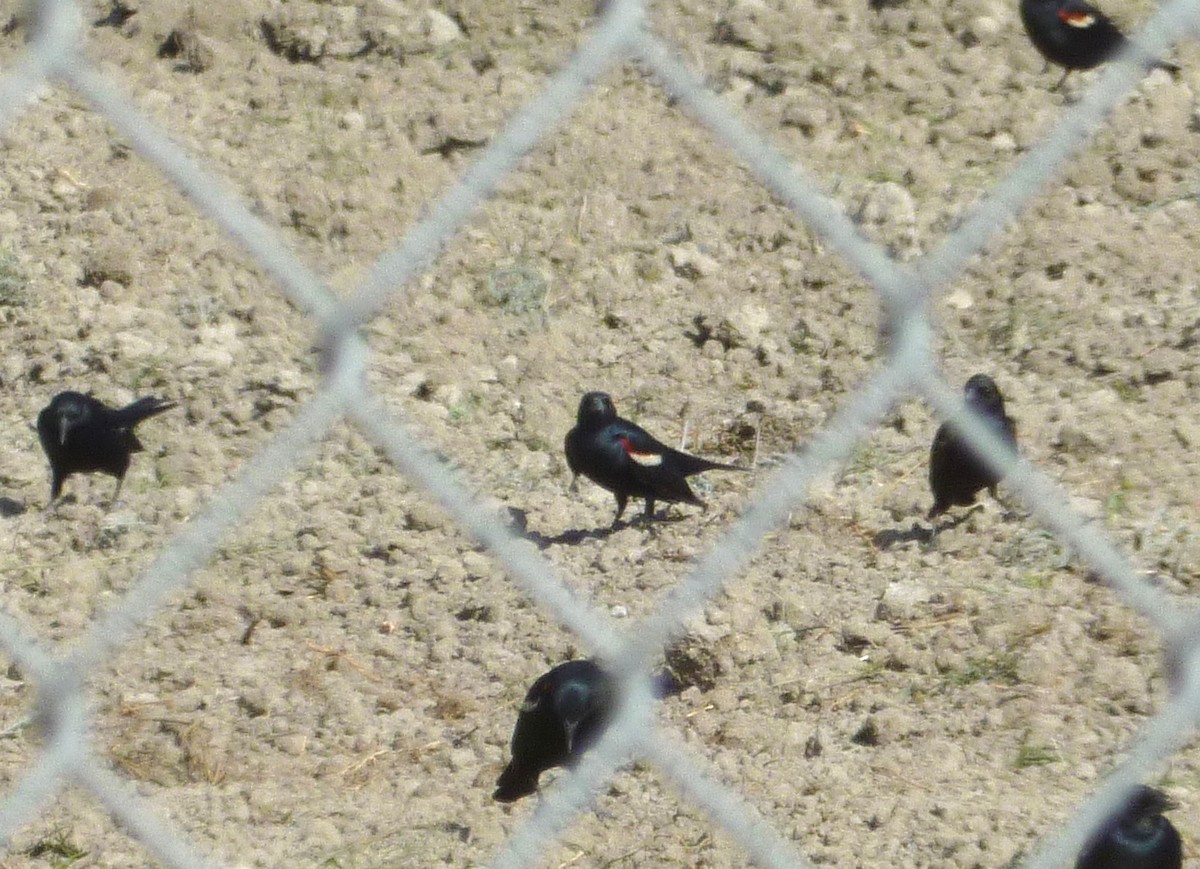 Tricolored Blackbird - ML104178311