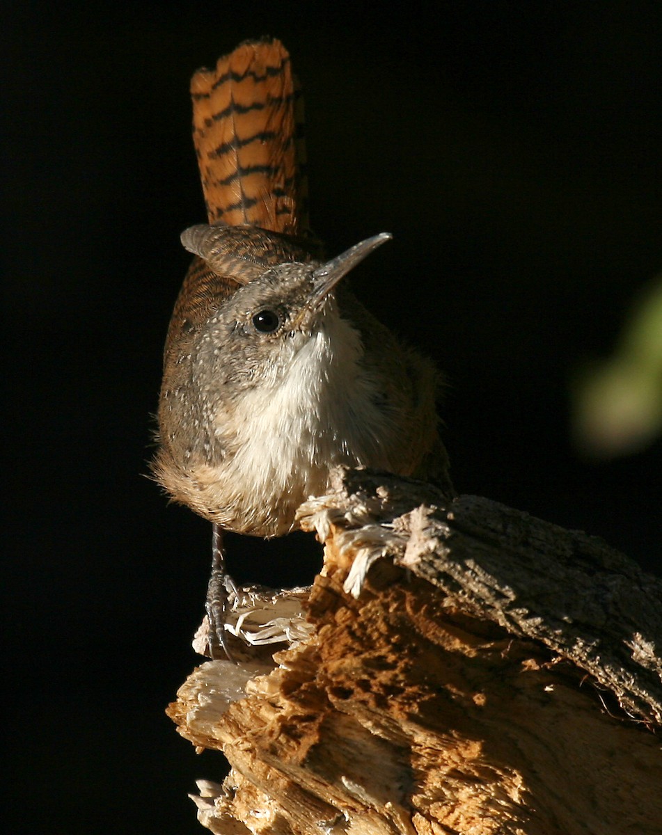 Canyon Wren - ML104179681