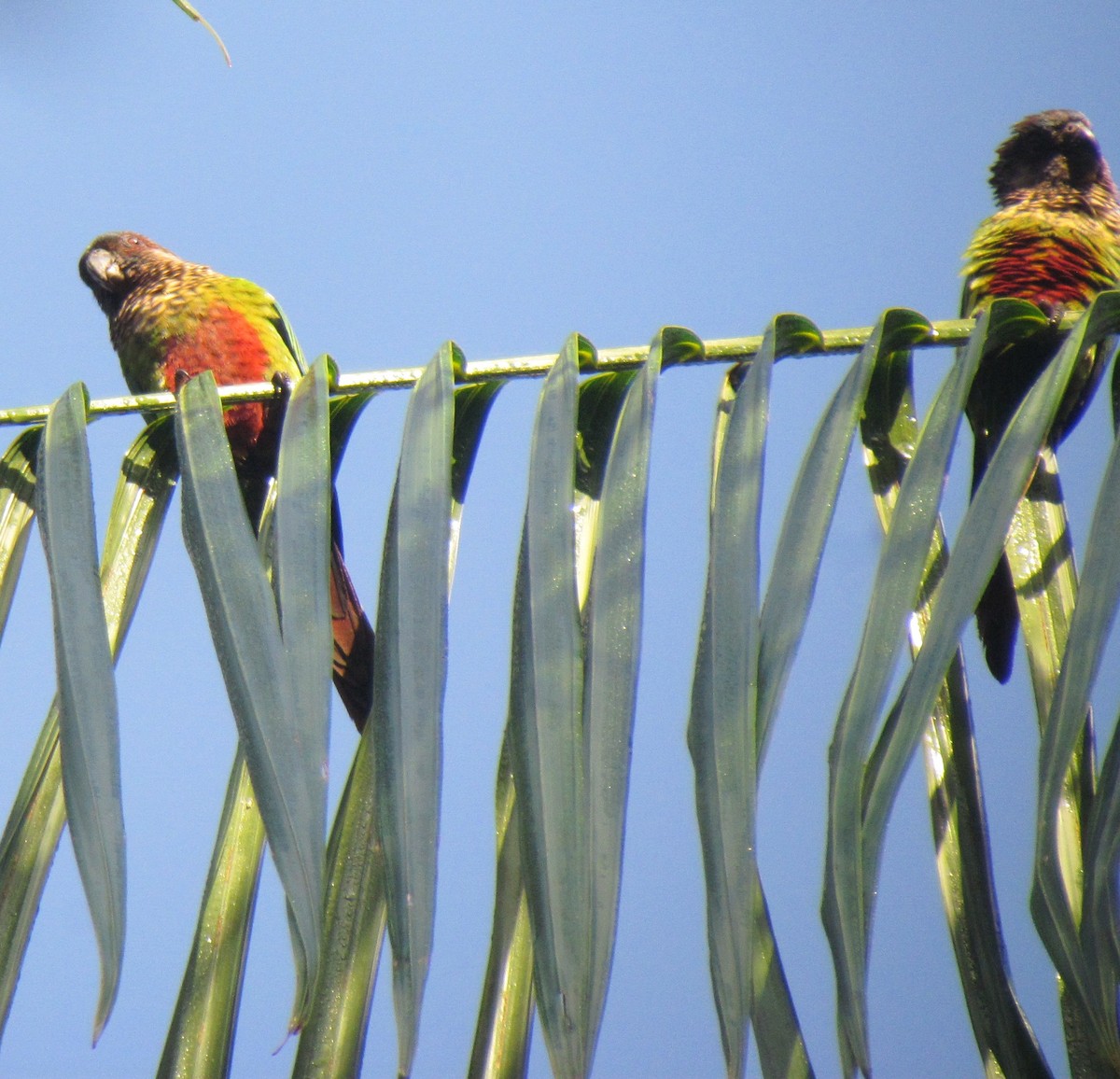 Conure de Hellmayr - ML104185201