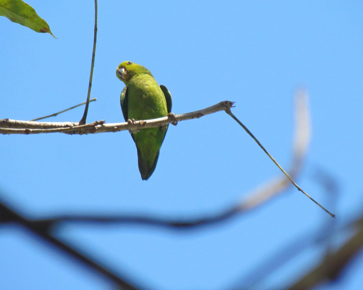 Dusky-billed Parrotlet - Sidnei Dantas