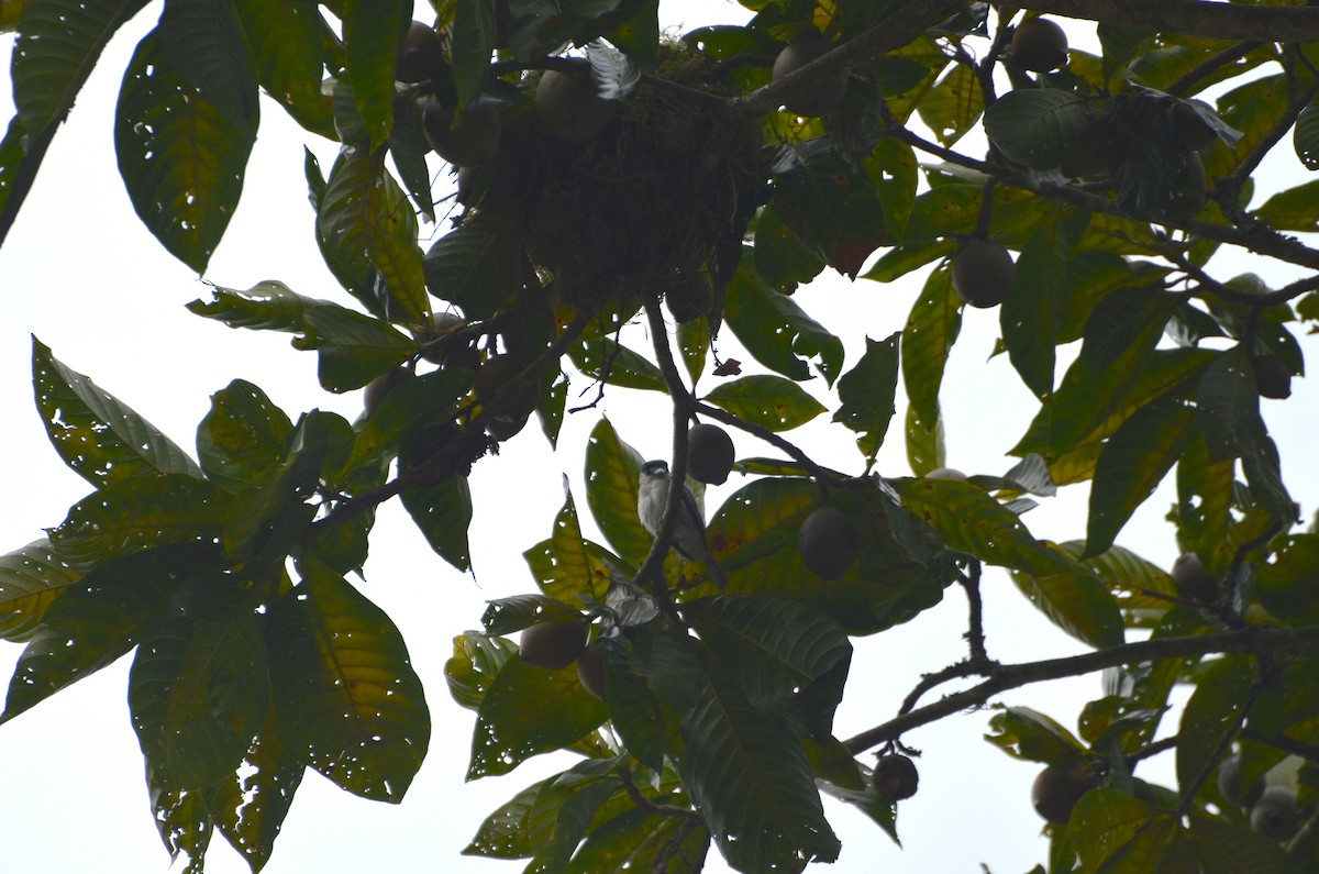 Cinereous Becard - ML104185301