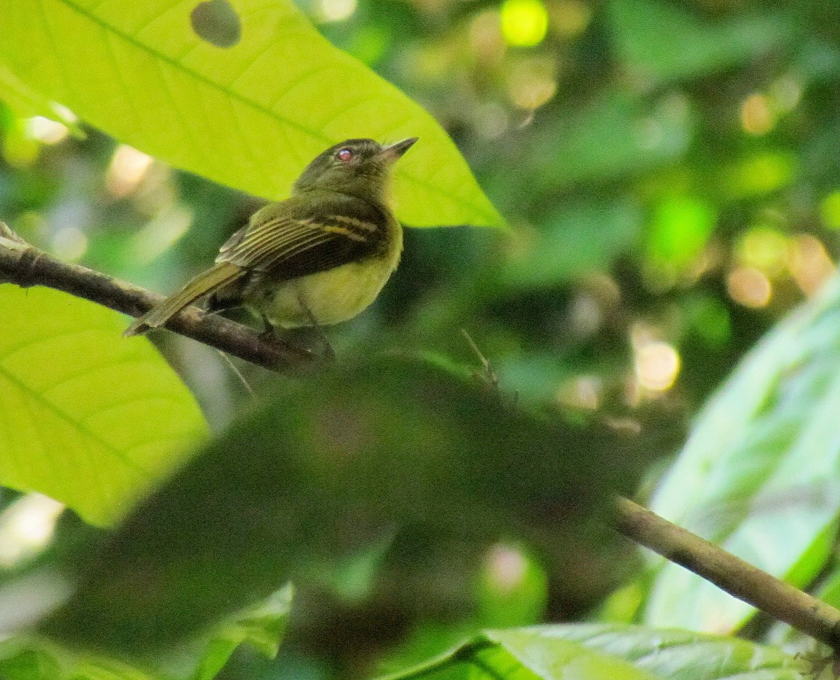 Large-headed Flatbill - ML104185401