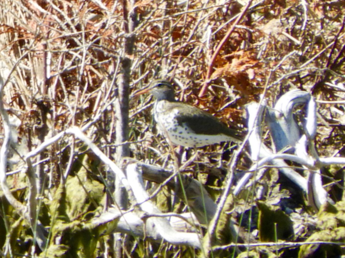 Spotted Sandpiper - ML104185481