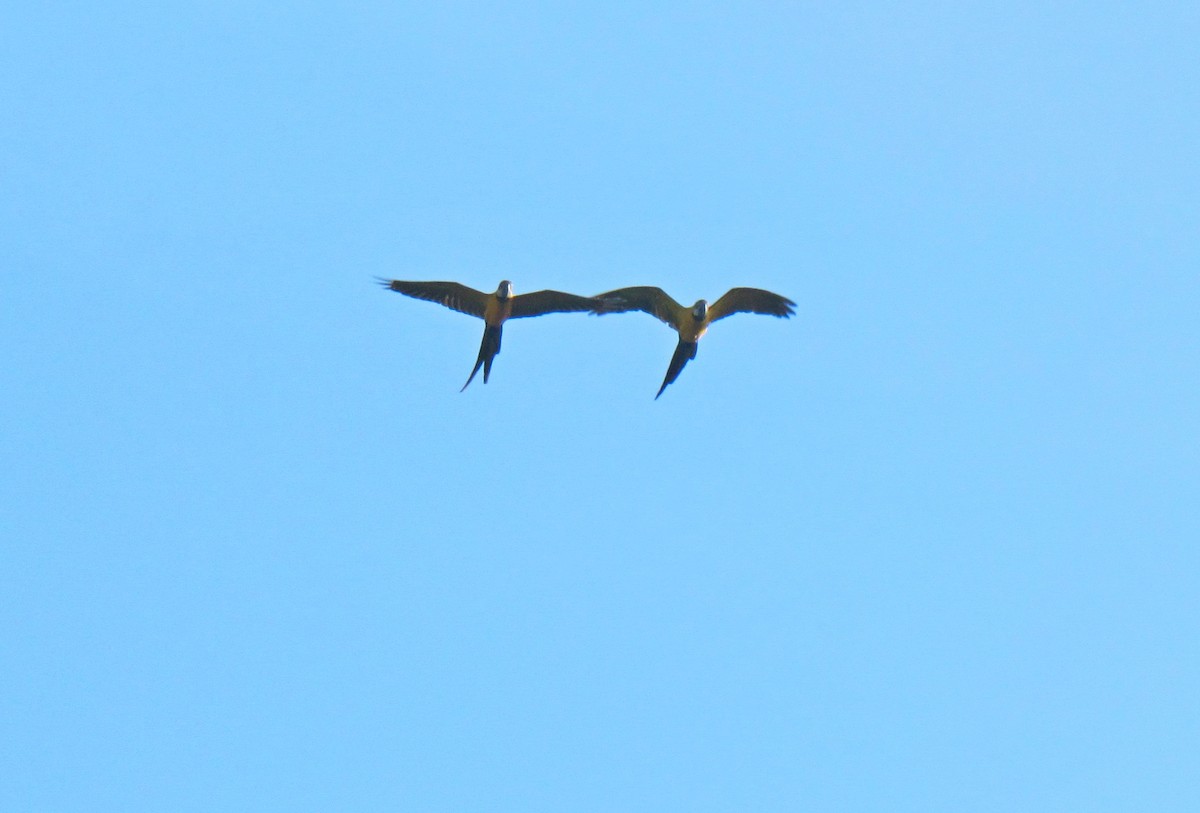 Guacamayo Azuliamarillo - ML104185891