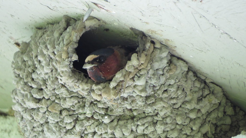 Cliff Swallow - ML104186261