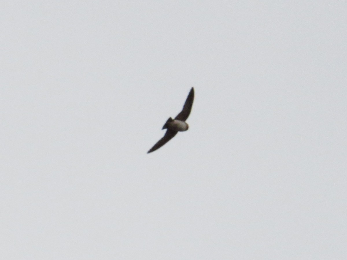 Cliff Swallow - ML104187041