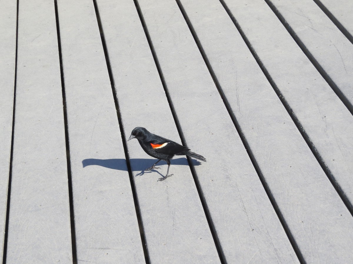 Red-winged Blackbird (Red-winged) - ML104188701