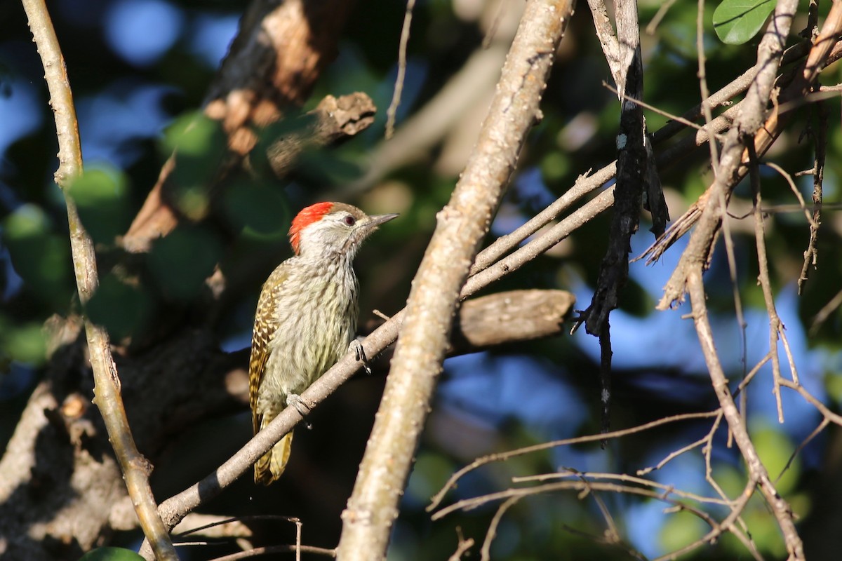 Cardinal Woodpecker - ML104189331