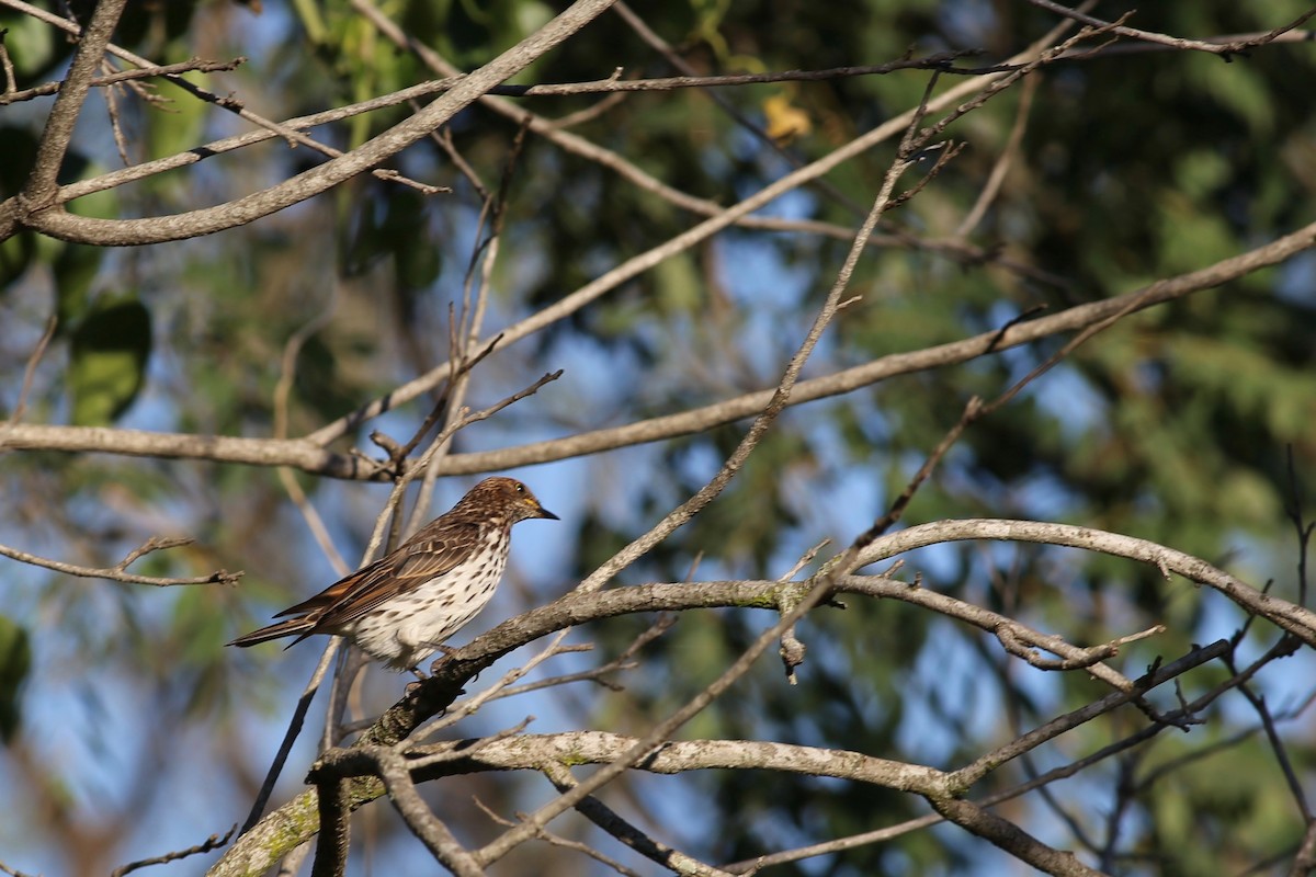 Violet-backed Starling - ML104189591