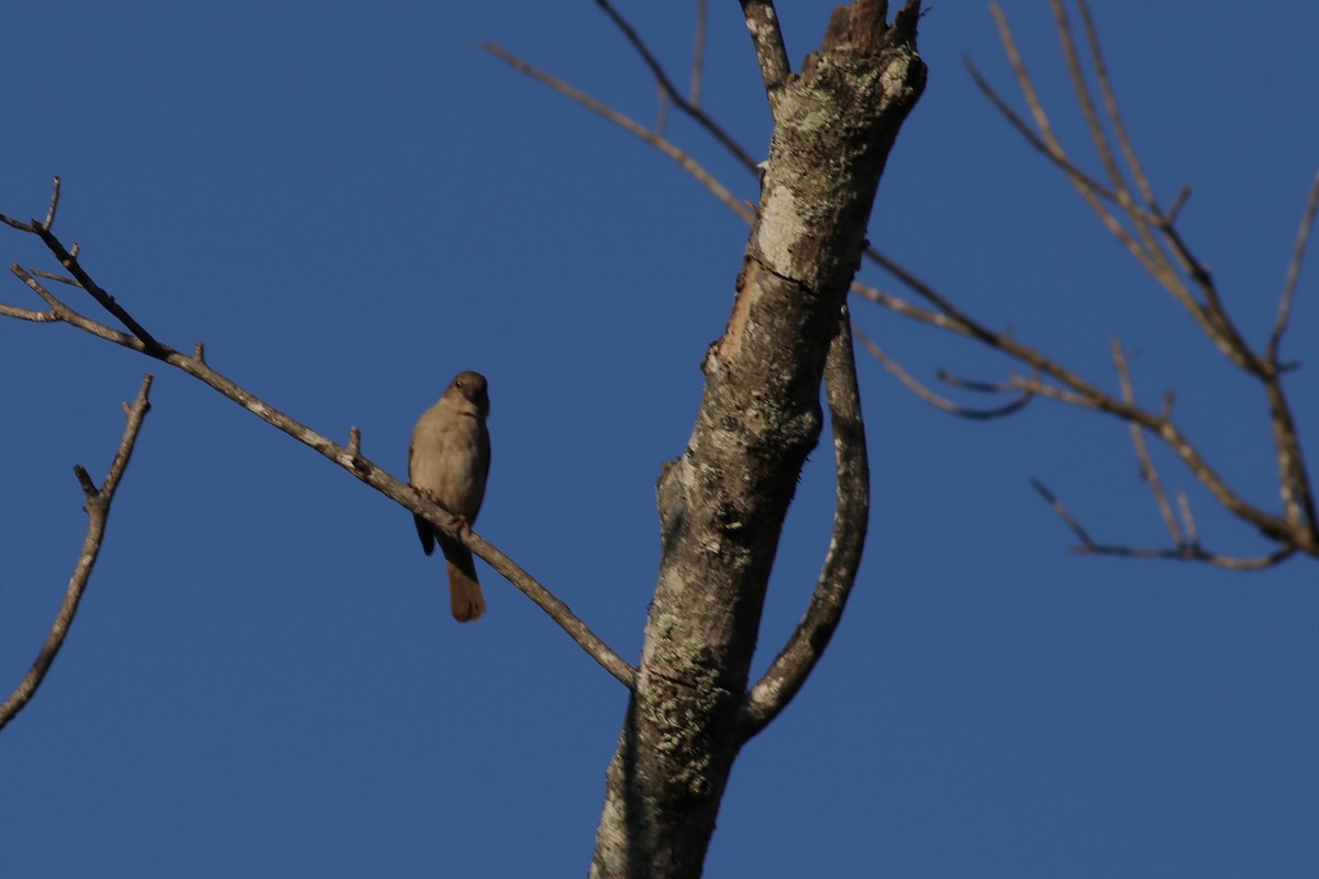 Southern Gray-headed Sparrow - ML104189761