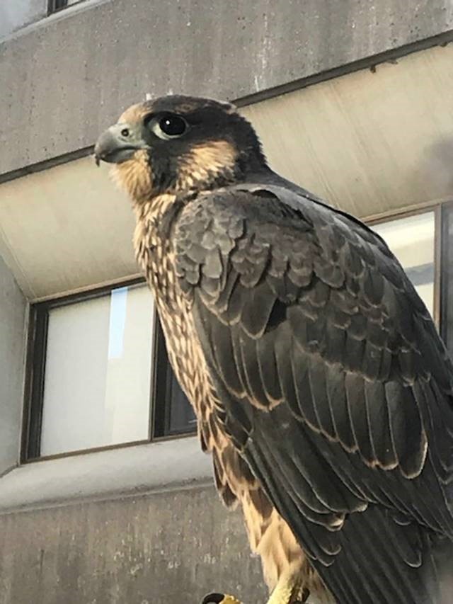 Peregrine Falcon - ML104190851