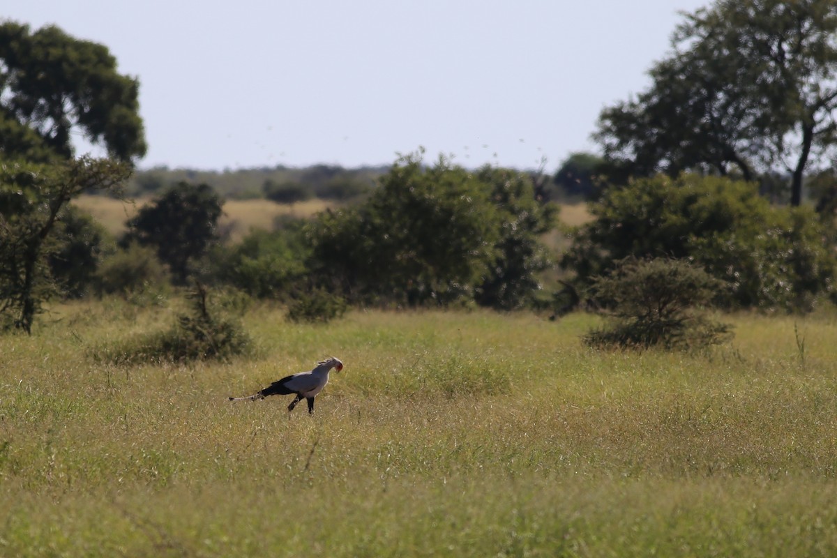 Secretarybird - ML104191471