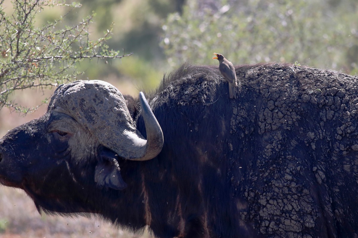 Yellow-billed Oxpecker - ML104192471