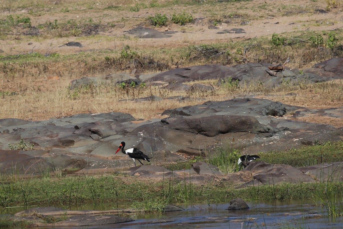 Jabiru d'Afrique - ML104193181