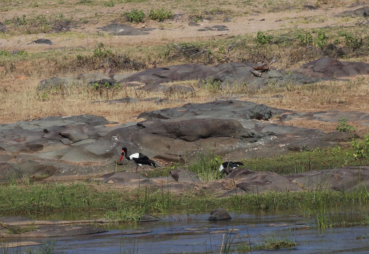 Jabiru d'Afrique - ML104193191