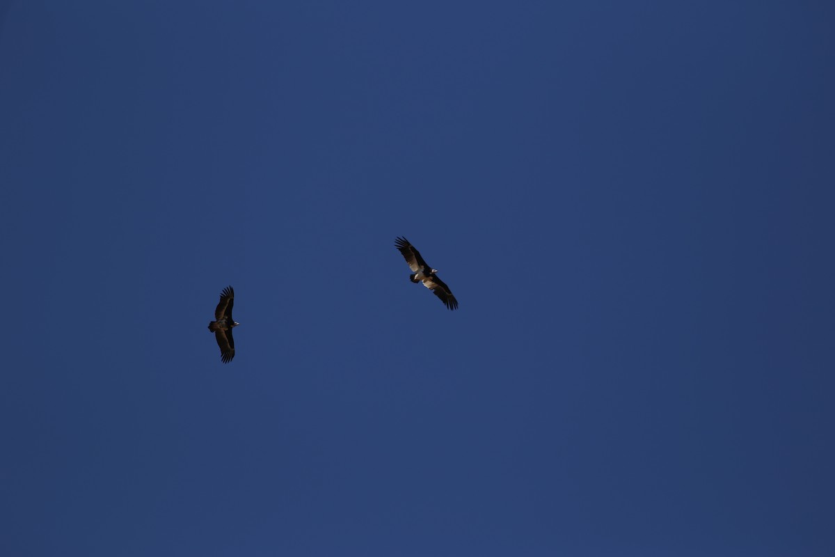 White-headed Vulture - ML104193601