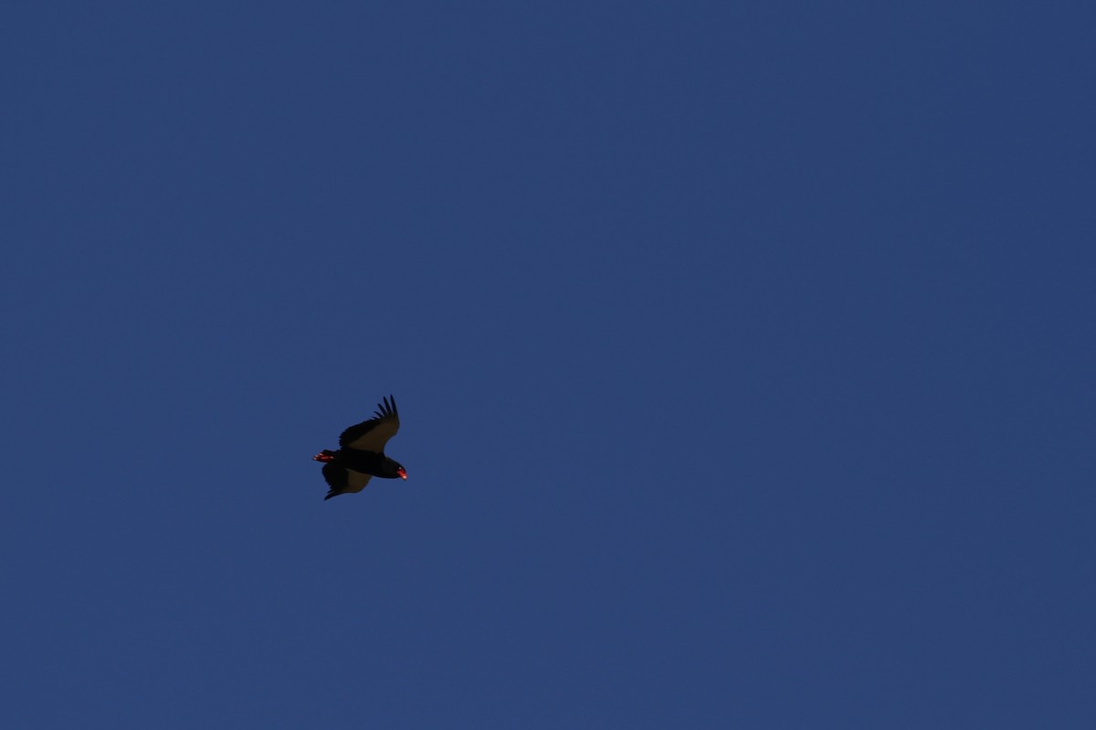 Bateleur - ML104194021