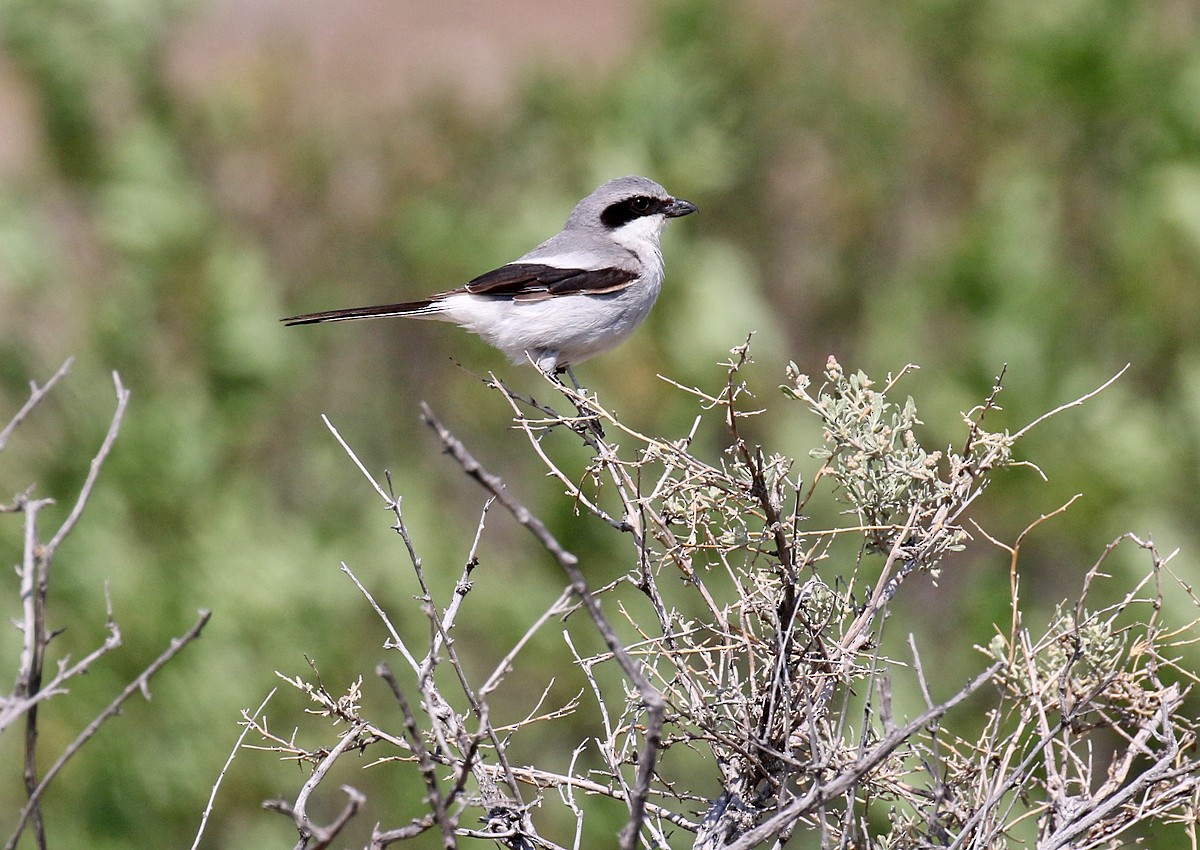 Loggerhead Shrike - ML104194031