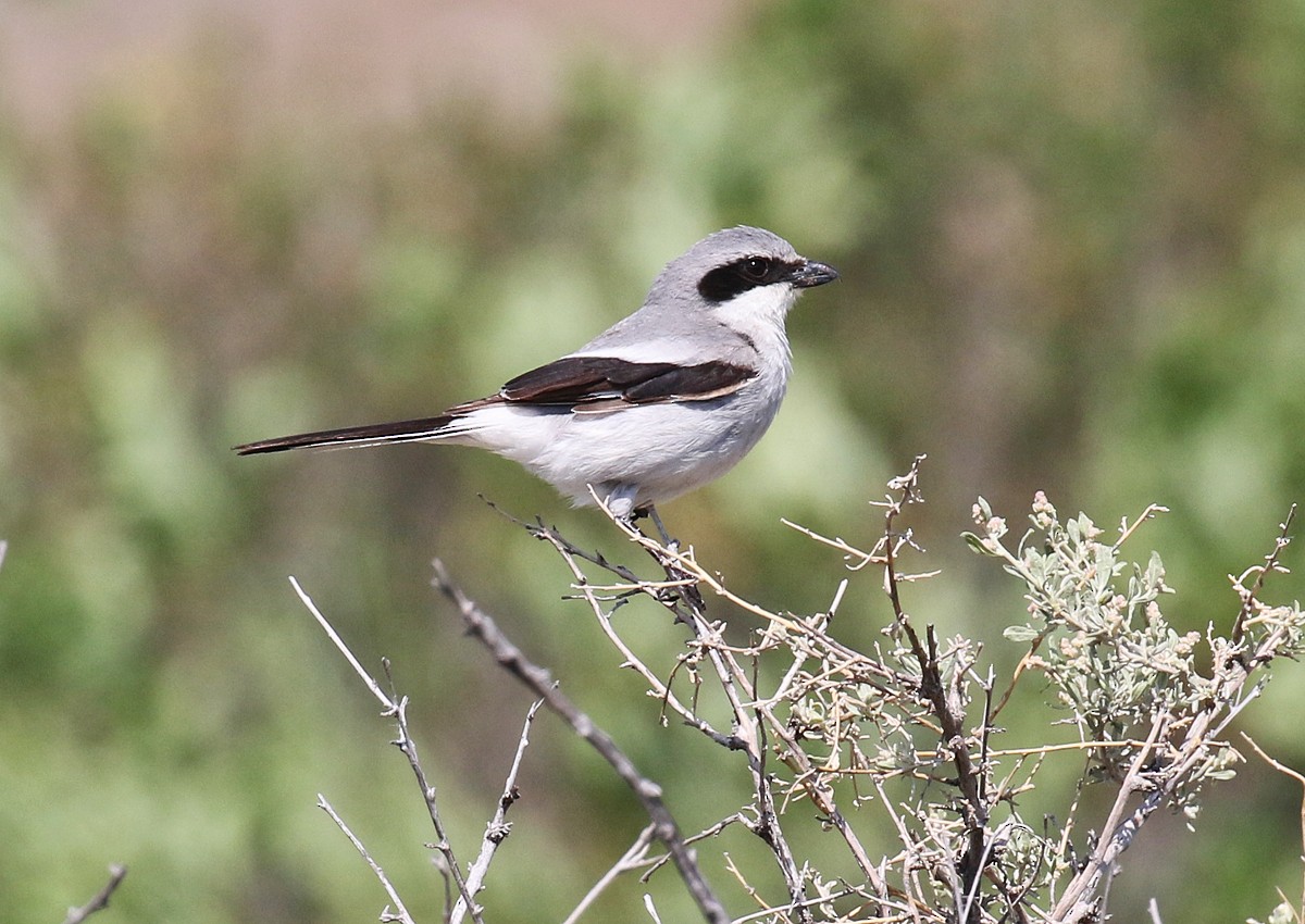Loggerhead Shrike - ML104194041